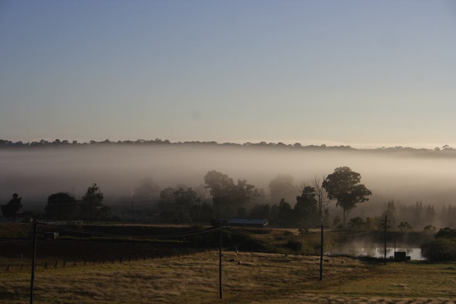 fogmist fog_mist_frost : Schofields, NSW   25 February 2006