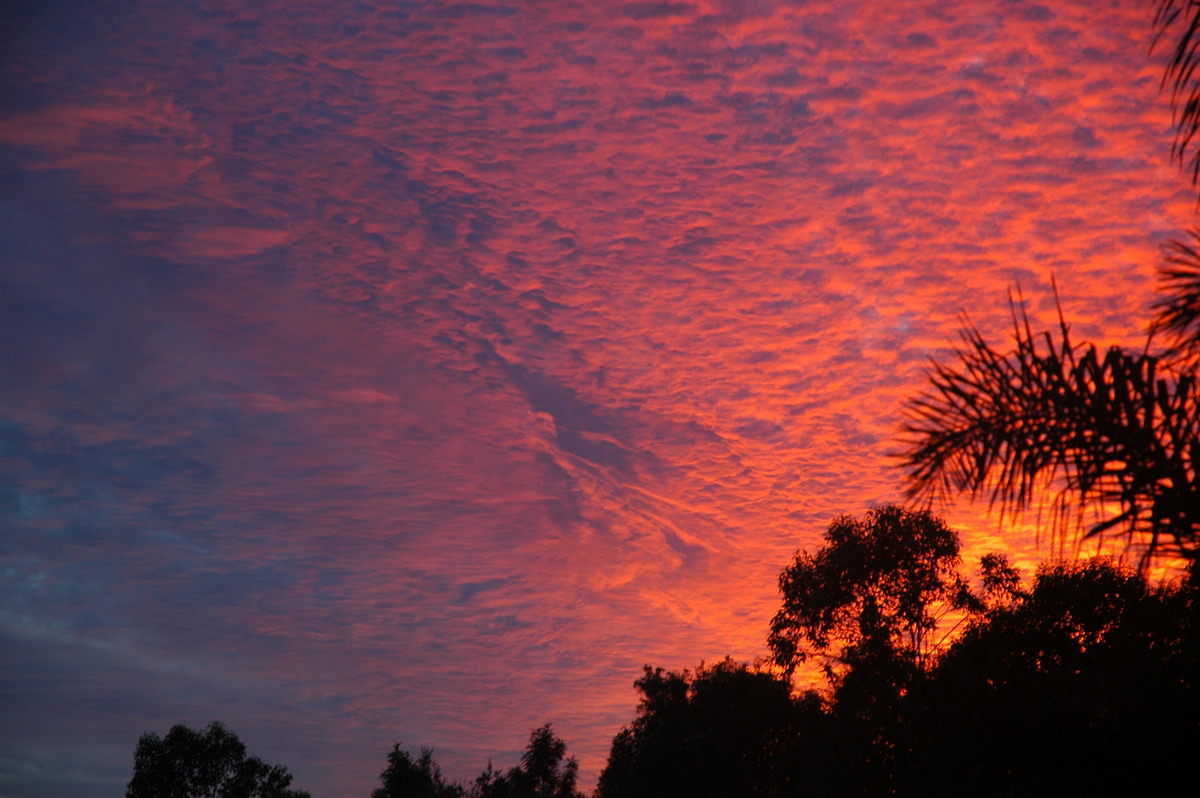 altocumulus mackerel_sky : McLeans Ridges, NSW   7 March 2006