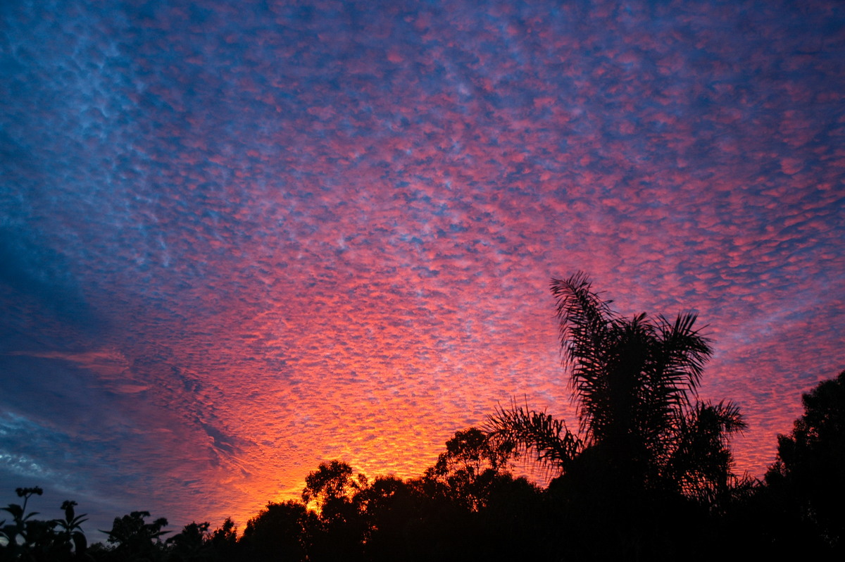 favourites michael_bath : McLeans Ridges, NSW   7 March 2006