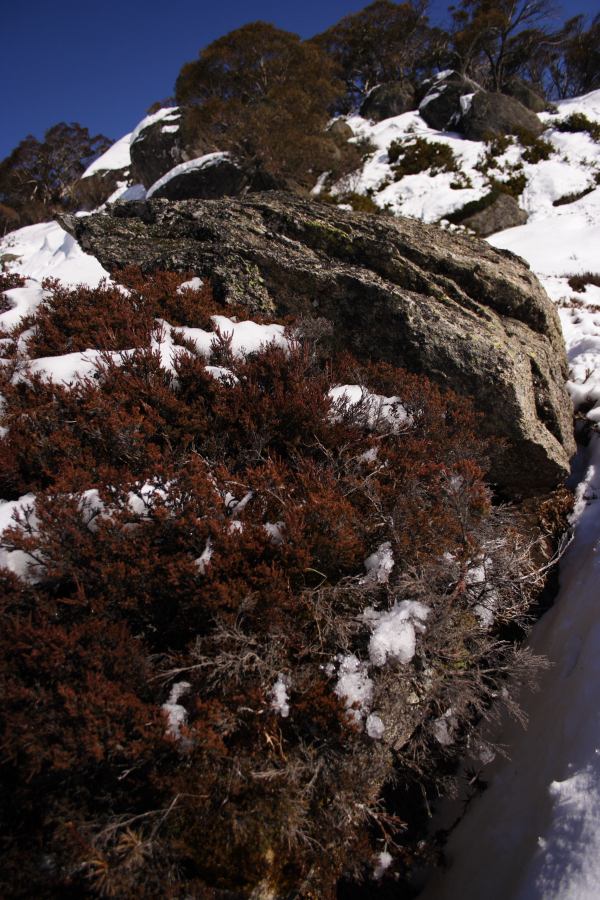 snow snow_pictures : Perisher Valley, NSW   20 August 2006