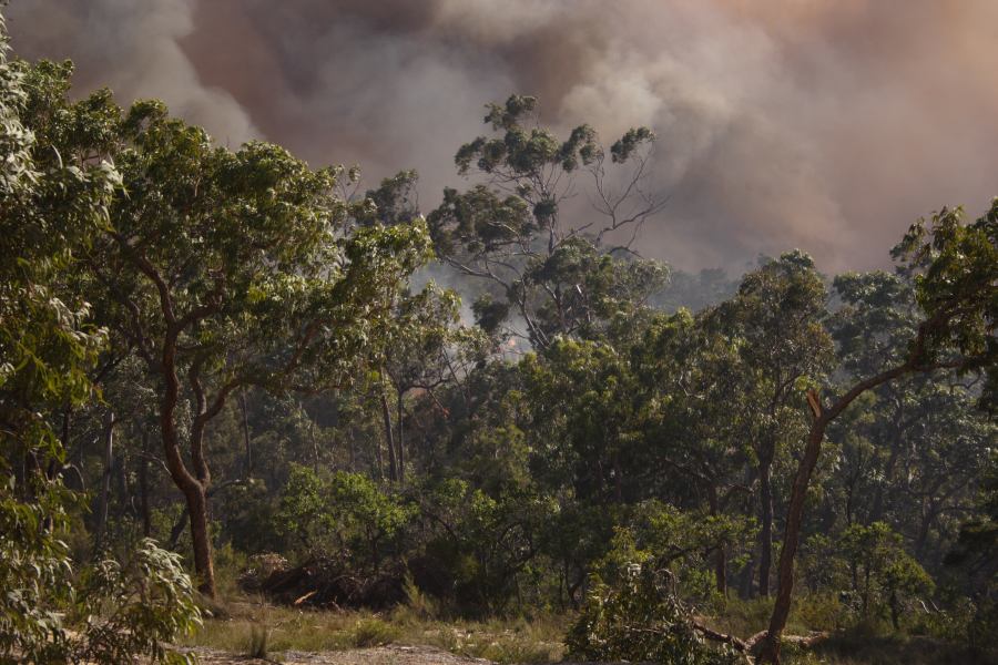 bushfire wild_fire : Pacific Park, NSW   24 September 2006