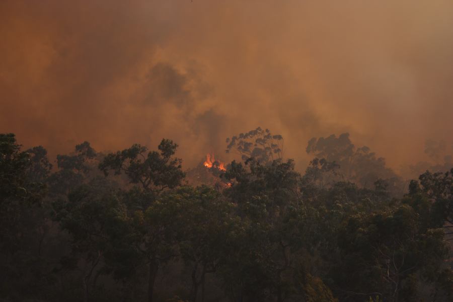 bushfire wild_fire : Pacific Park, NSW   24 September 2006