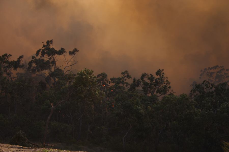 bushfire wild_fire : Pacific Park, NSW   24 September 2006