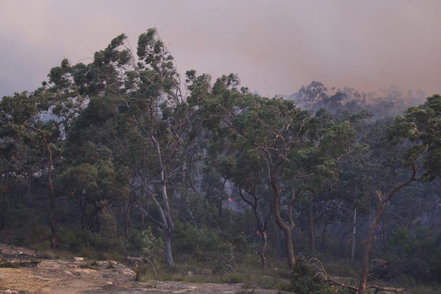 bushfire wild_fire : Pacific Park, NSW   24 September 2006