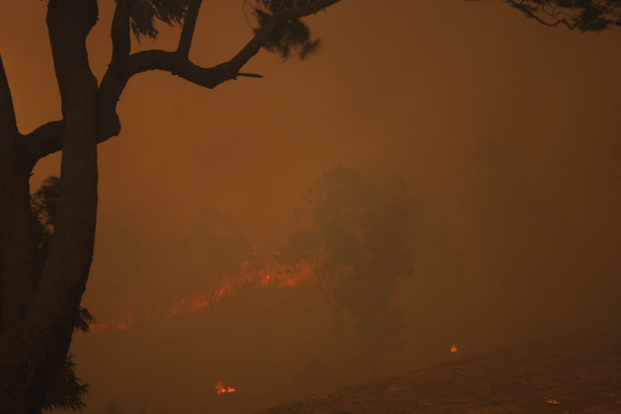 bushfire wild_fire : Pacific Park, NSW   24 September 2006