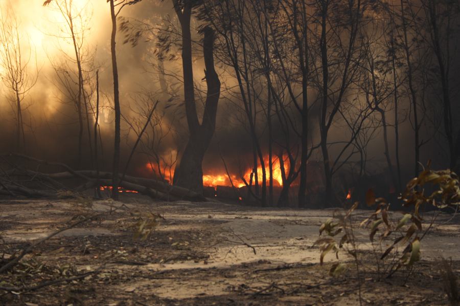 bushfire wild_fire : Pacific Park, NSW   24 September 2006