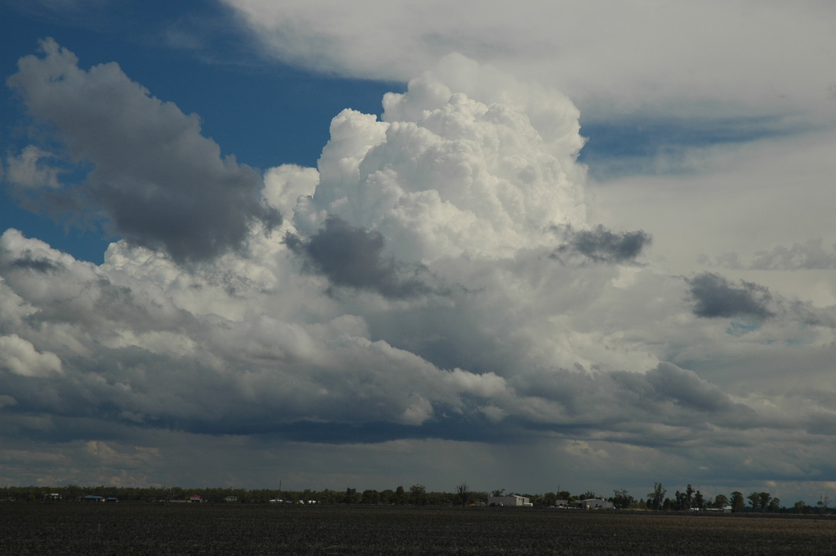 cumulus congestus : Dalby, QLD   4 November 2006