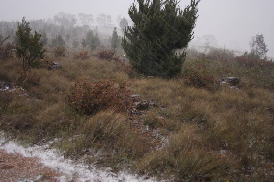 hailstones hail_stones : Shooters Hill, NSW   15 November 2006