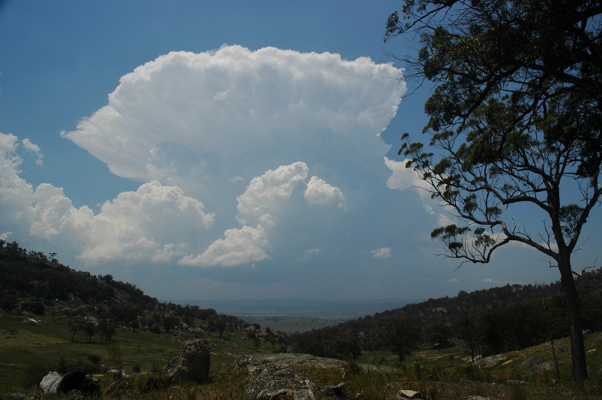 thunderstorm cumulonimbus_incus : Tenterfield, NSW   24 November 2006