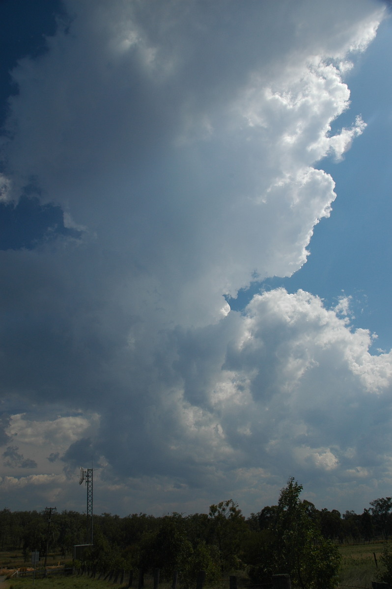 cumulus congestus : W of Tenterfield, NSW   24 November 2006