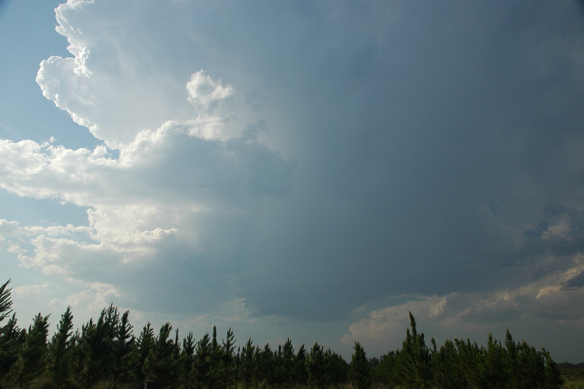 thunderstorm cumulonimbus_calvus : Coombell, NSW   26 November 2006