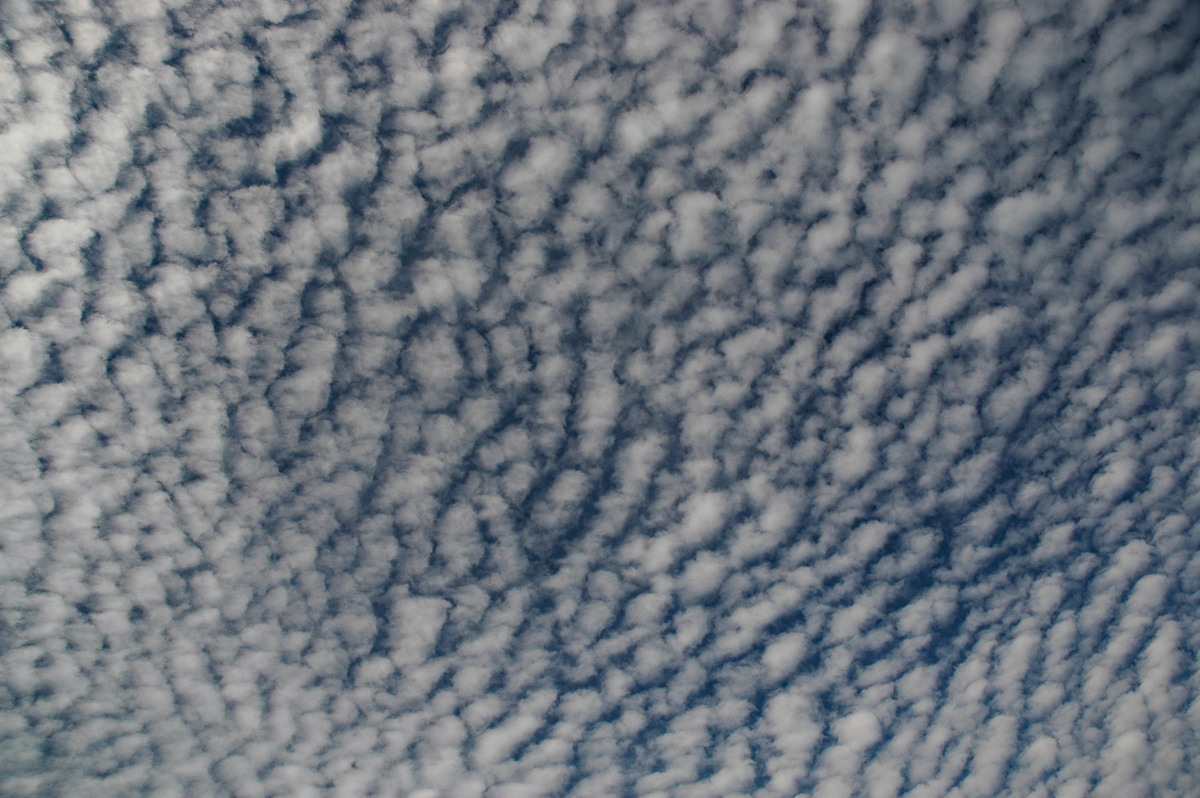 altocumulus mackerel_sky : McLeans Ridges, NSW   1 December 2006