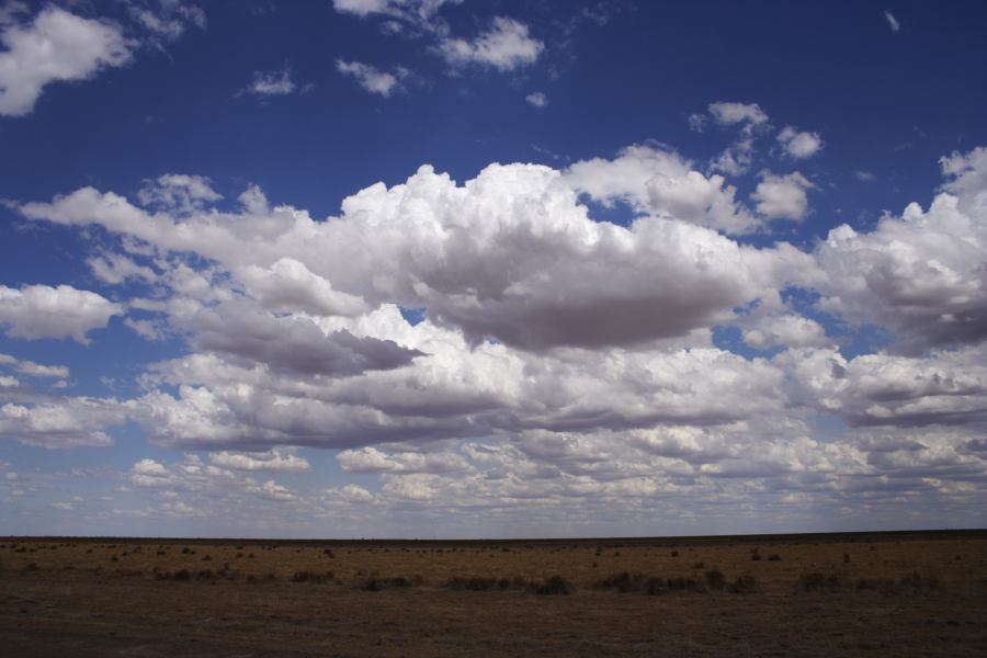 cumulus mediocris : 20km E of Hay, NSW   31 December 2006