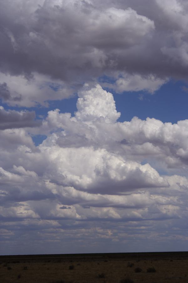 cumulus congestus : 20km E of Hay, NSW   31 December 2006