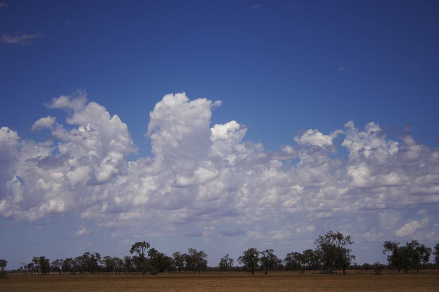 altocumulus castellanus : ~20km N of Barringun, NSW   2 January 2007