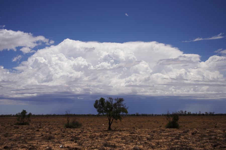 favourites jimmy_deguara : ~20km N of Barringun, NSW   2 January 2007