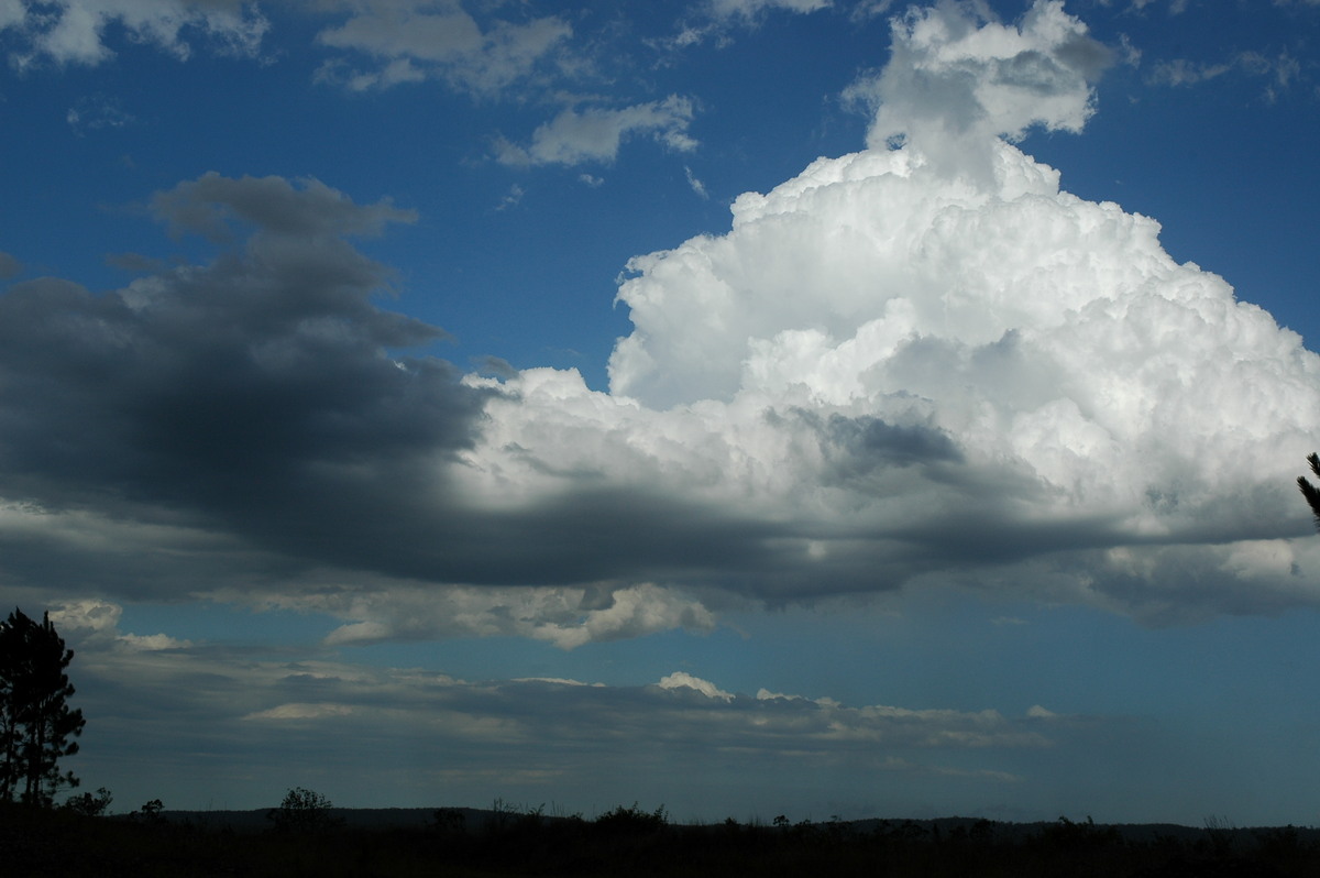 cumulus mediocris : Whiporie, NSW   8 January 2007