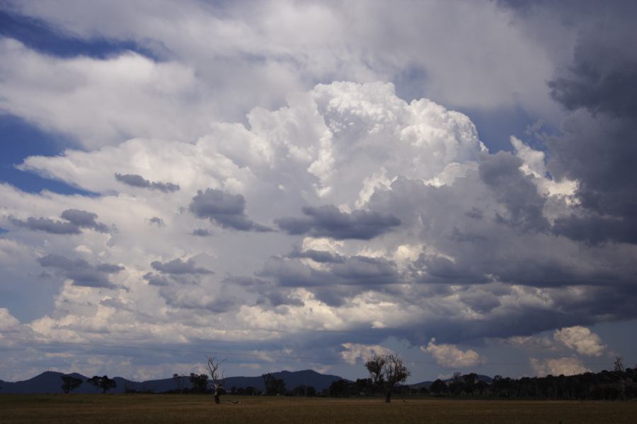 thunderstorm cumulonimbus_incus : Deepwater, NSW   13 January 2007