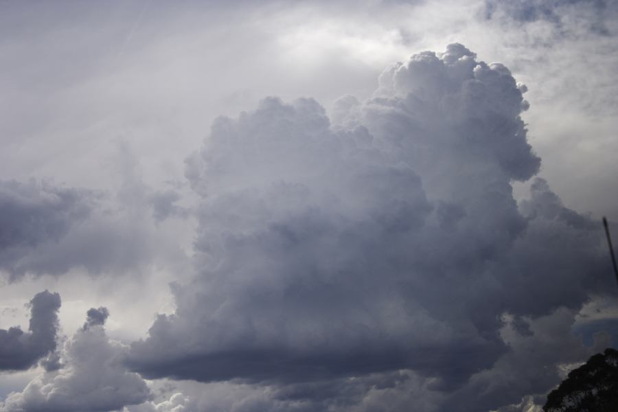 thunderstorm cumulonimbus_calvus : near Bonshaw, NSW   13 January 2007