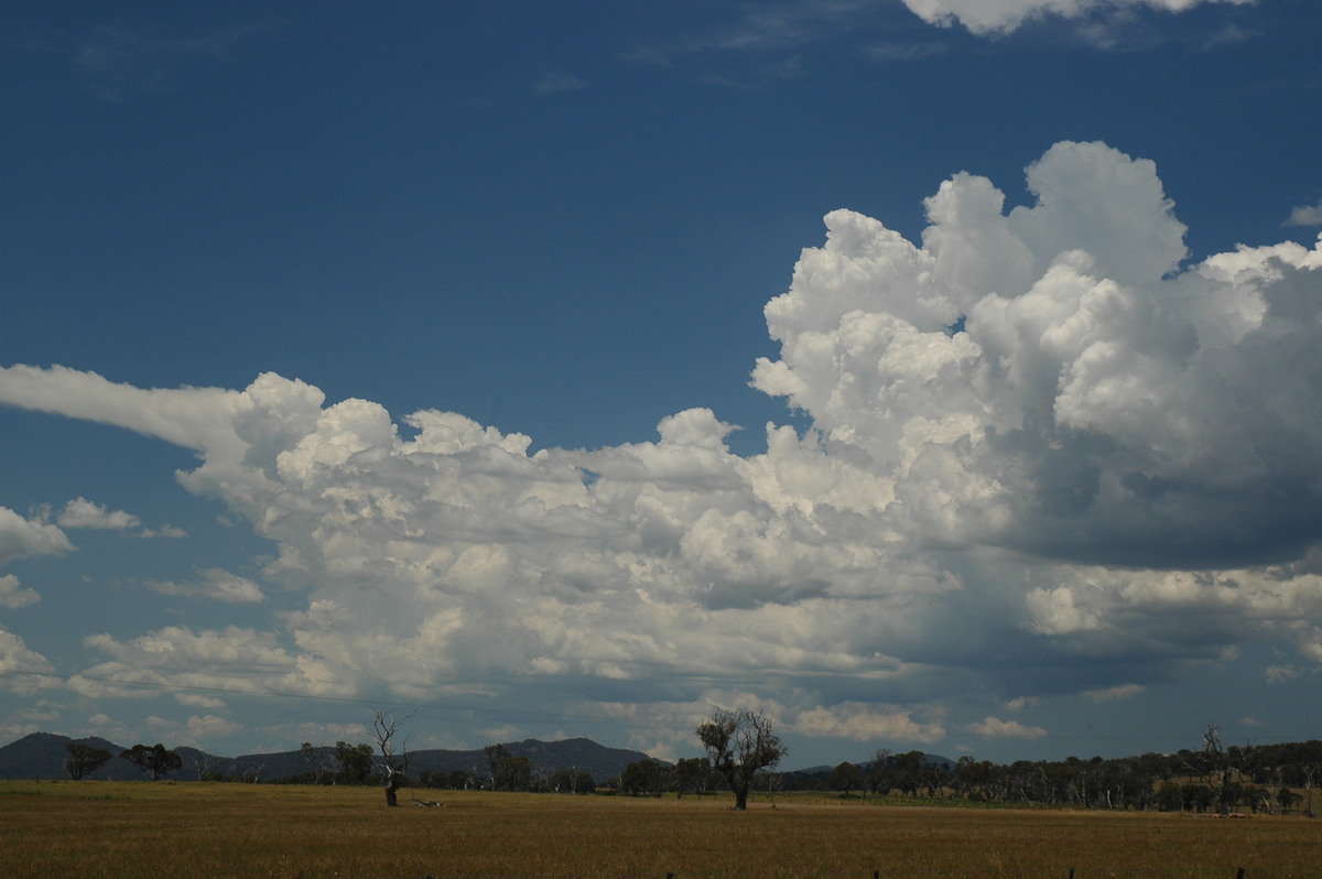 cumulus congestus : Deepwater, NSW   13 January 2007