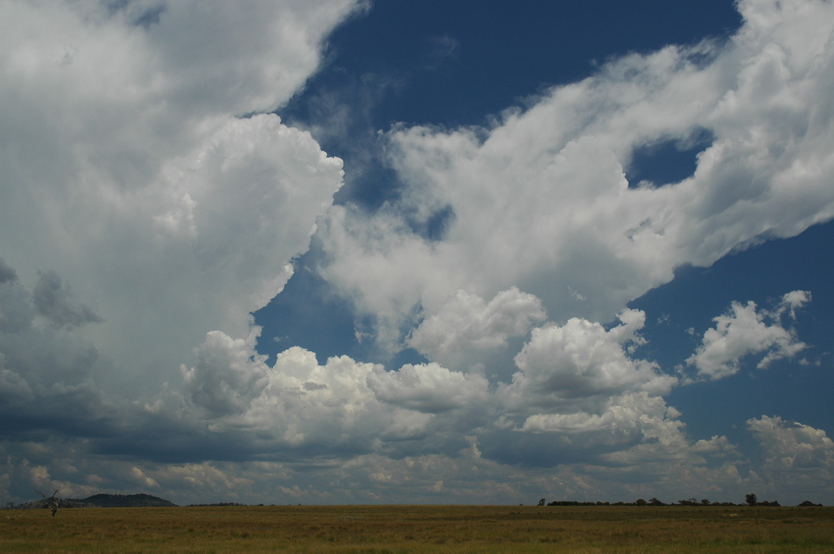 cumulus mediocris : Deepwater, NSW   13 January 2007