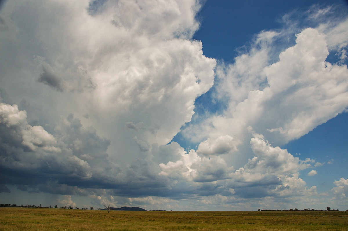 thunderstorm cumulonimbus_incus : Deepwater, NSW   13 January 2007