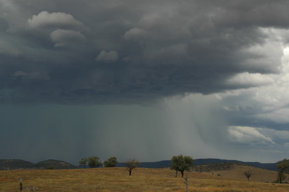 cumulonimbus thunderstorm_base : near Bonshaw, NSW   13 January 2007