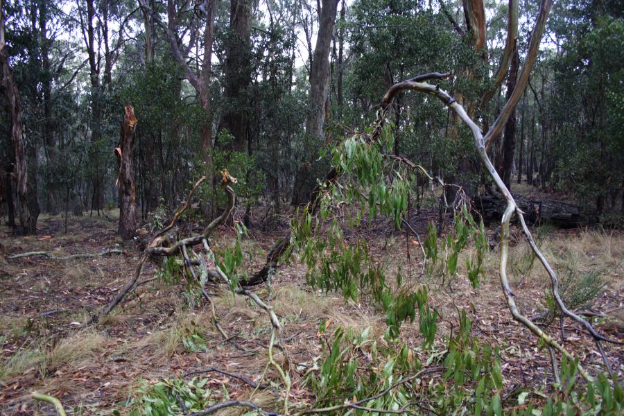 disasters storm_damage : Sunny Corner, NSW   18 January 2007