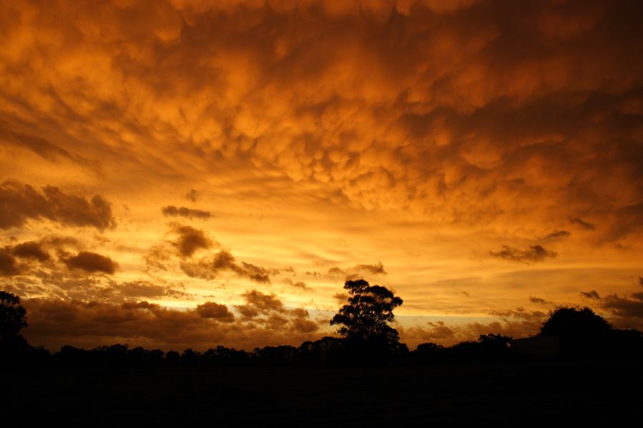 mammatus mammatus_cloud : Schofields, NSW   7 February 2007