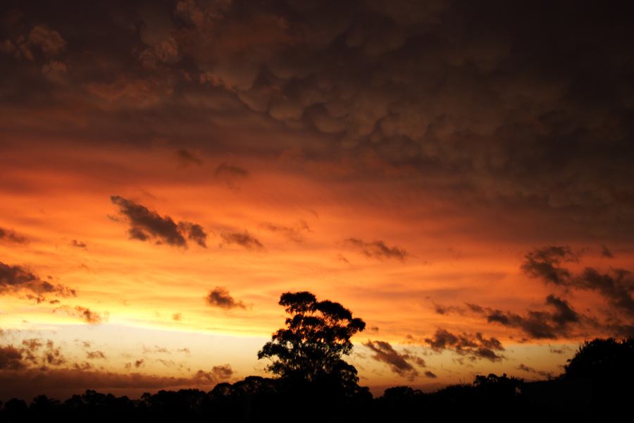 mammatus mammatus_cloud : Schofields, NSW   7 February 2007