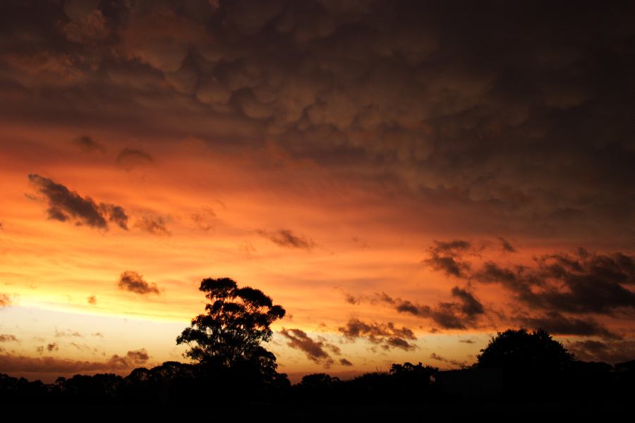 mammatus mammatus_cloud : Schofields, NSW   7 February 2007