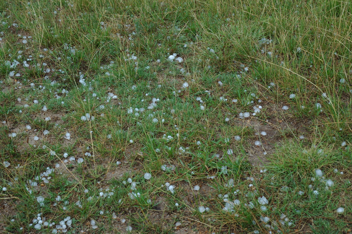 hailstones hail_stones : S of Tenterfield, NSW   10 February 2007