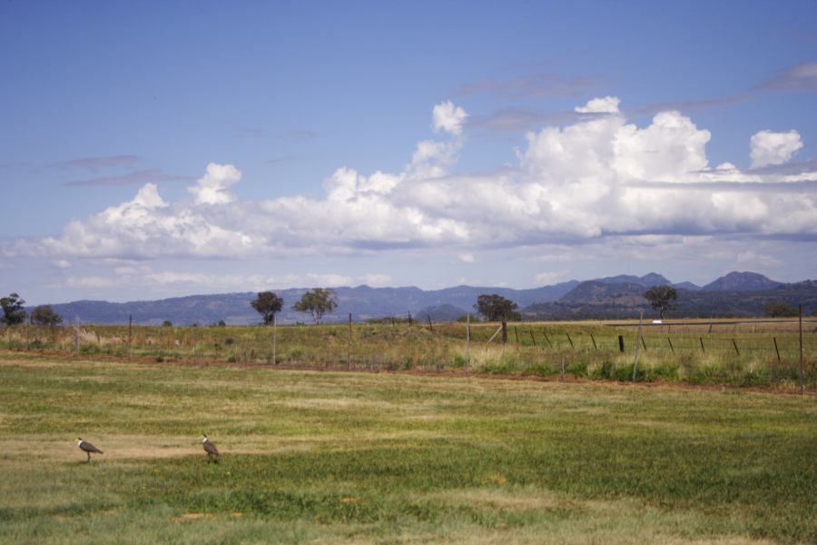 cumulus mediocris : Coonabarabran, NSW   11 February 2007