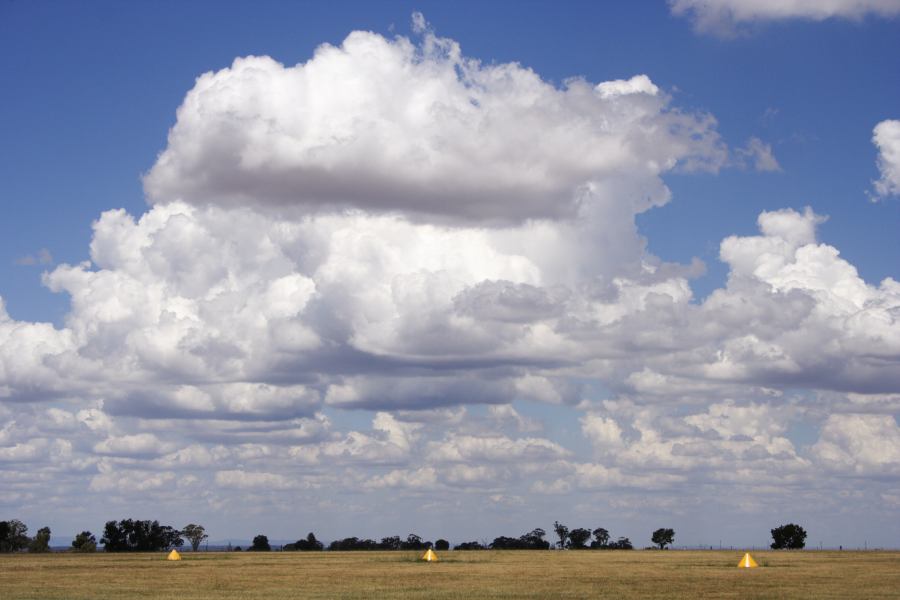 cumulus mediocris : Coonabarabran, NSW   11 February 2007