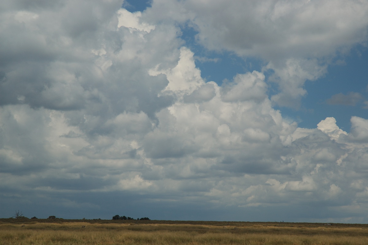 cumulus congestus : near Deepwater, NSW   25 February 2007