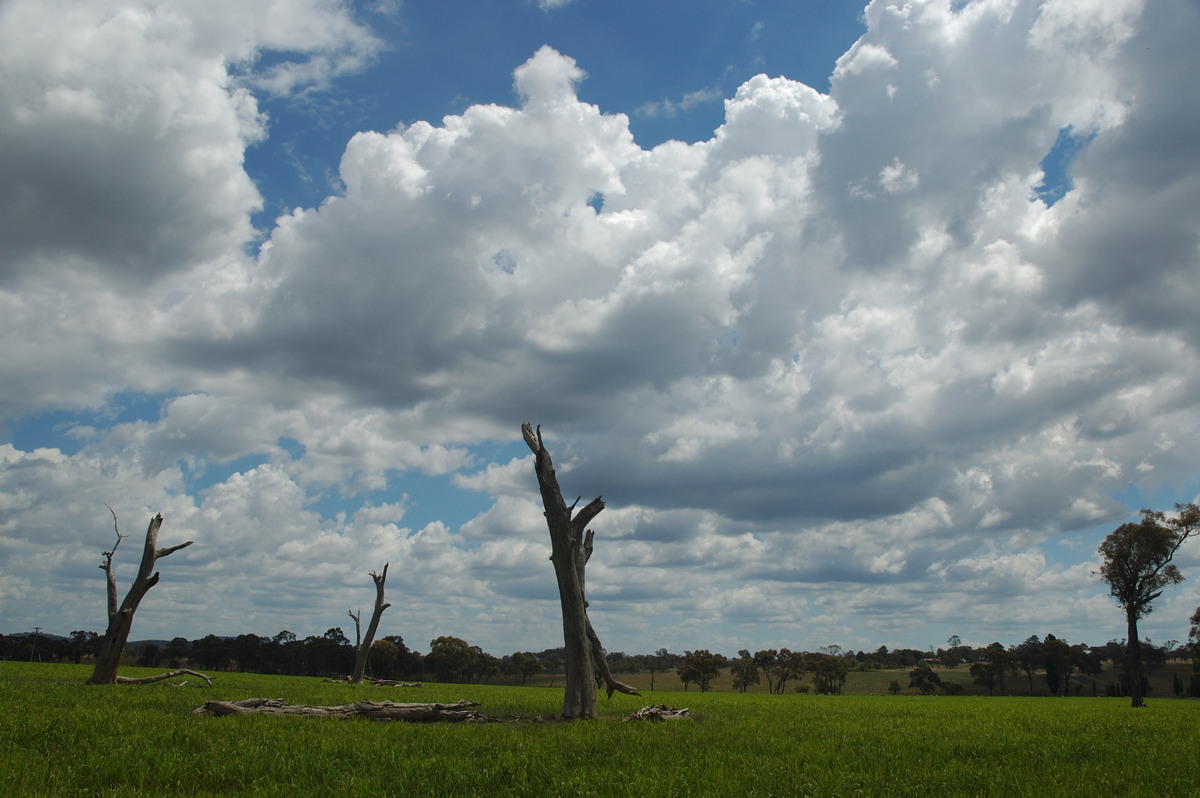 cumulus mediocris : near Deepwater, NSW   25 February 2007