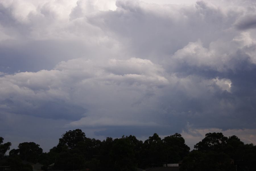 thunderstorm cumulonimbus_calvus : near Liverpool, NSW   1 March 2007