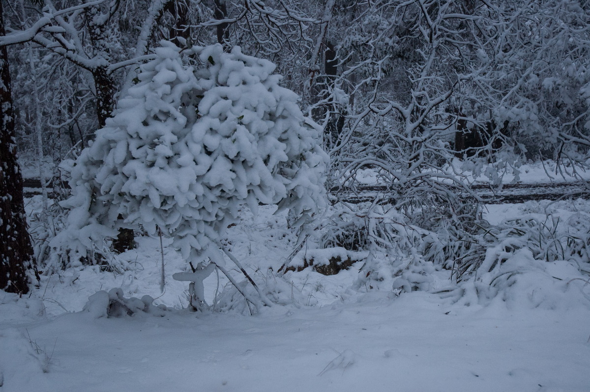 snow snow_pictures : near Tenterfield, NSW   9 June 2007