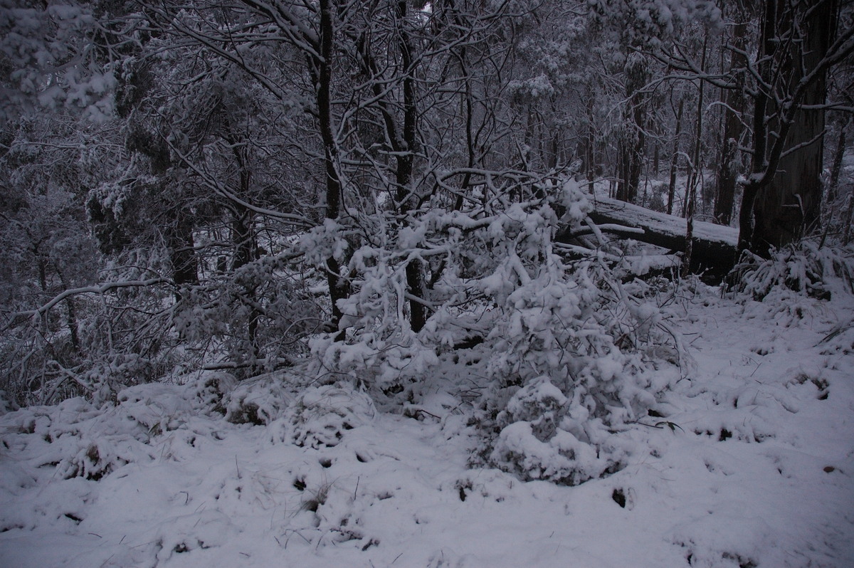 snow snow_pictures : near Tenterfield, NSW   9 June 2007