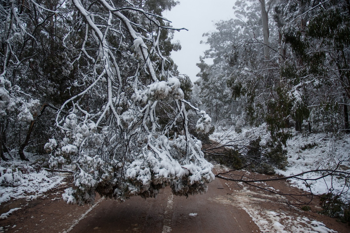 snow snow_pictures : near Tenterfield, NSW   9 June 2007