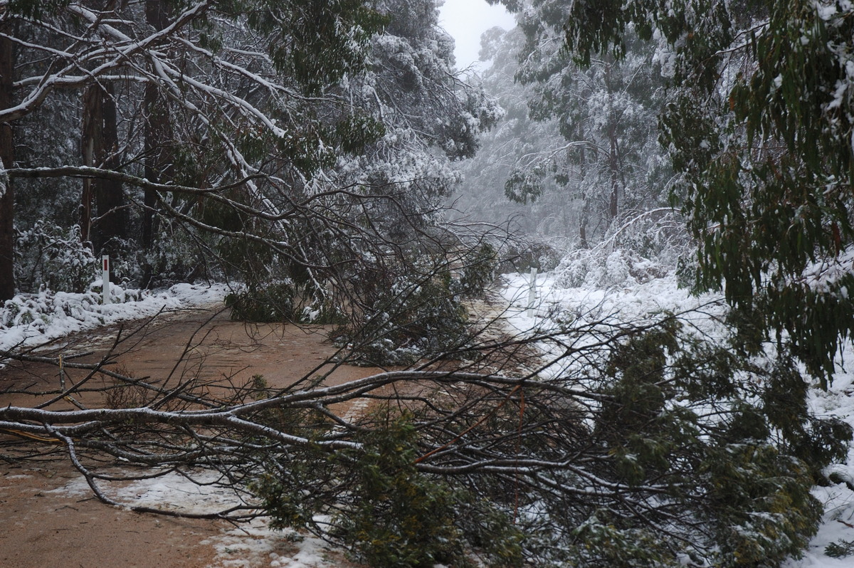 snow snow_pictures : near Tenterfield, NSW   9 June 2007