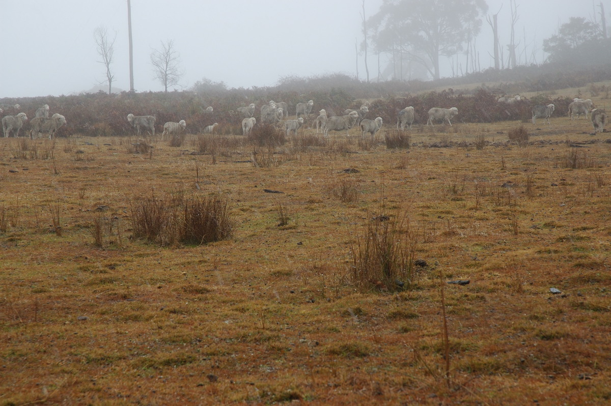 snow snow_pictures : near Tenterfield, NSW   28 June 2007