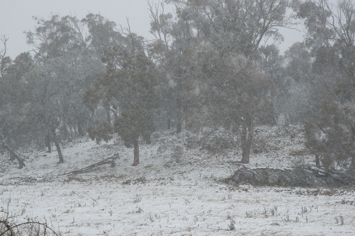 snow snow_pictures : Ben Lomond, NSW   28 June 2007