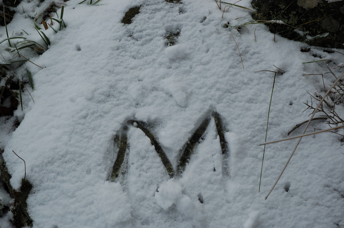 snow snow_pictures : Ben Lomond, NSW   28 June 2007