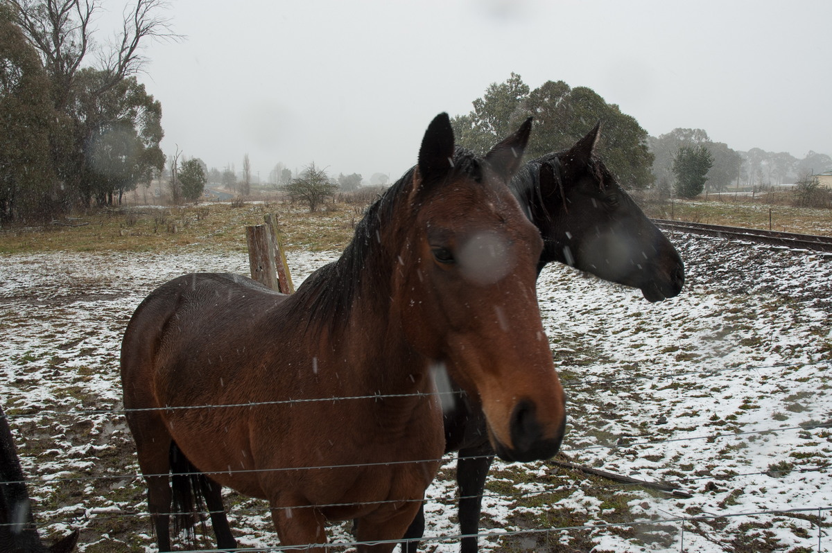 snow snow_pictures : Ben Lomond, NSW   28 June 2007