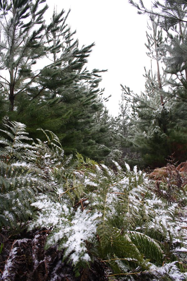 snow snow_pictures : near Shooters Hill, NSW   5 July 2007