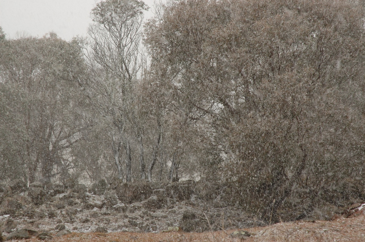 precipitation precipitation_rain : Ben Lomond, NSW   8 July 2007