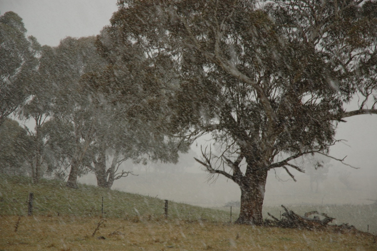 snow snow_pictures : near Ben Lomond, NSW   8 July 2007