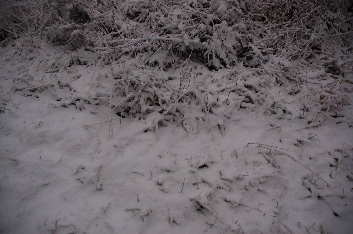 snow snow_pictures : Ben Lomond, NSW   8 July 2007