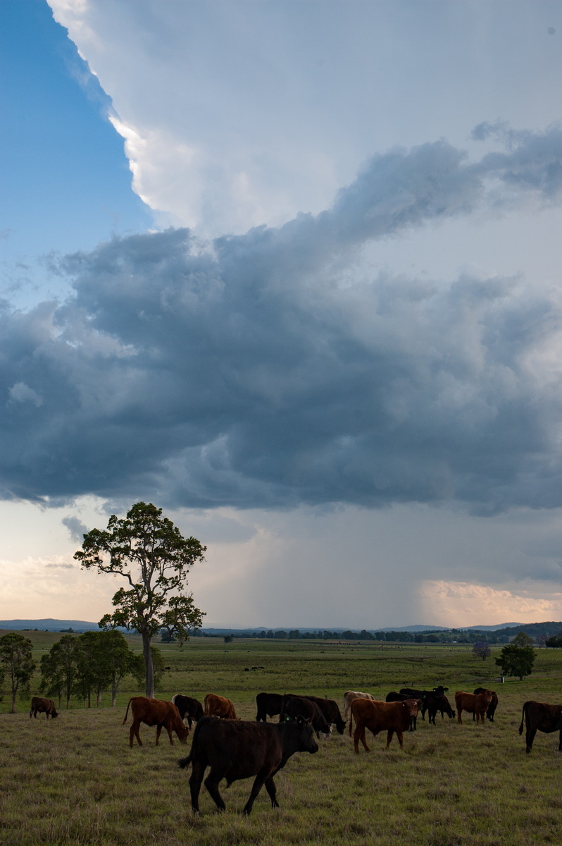 anvil thunderstorm_anvils : near Kyogle, NSW   30 October 2007